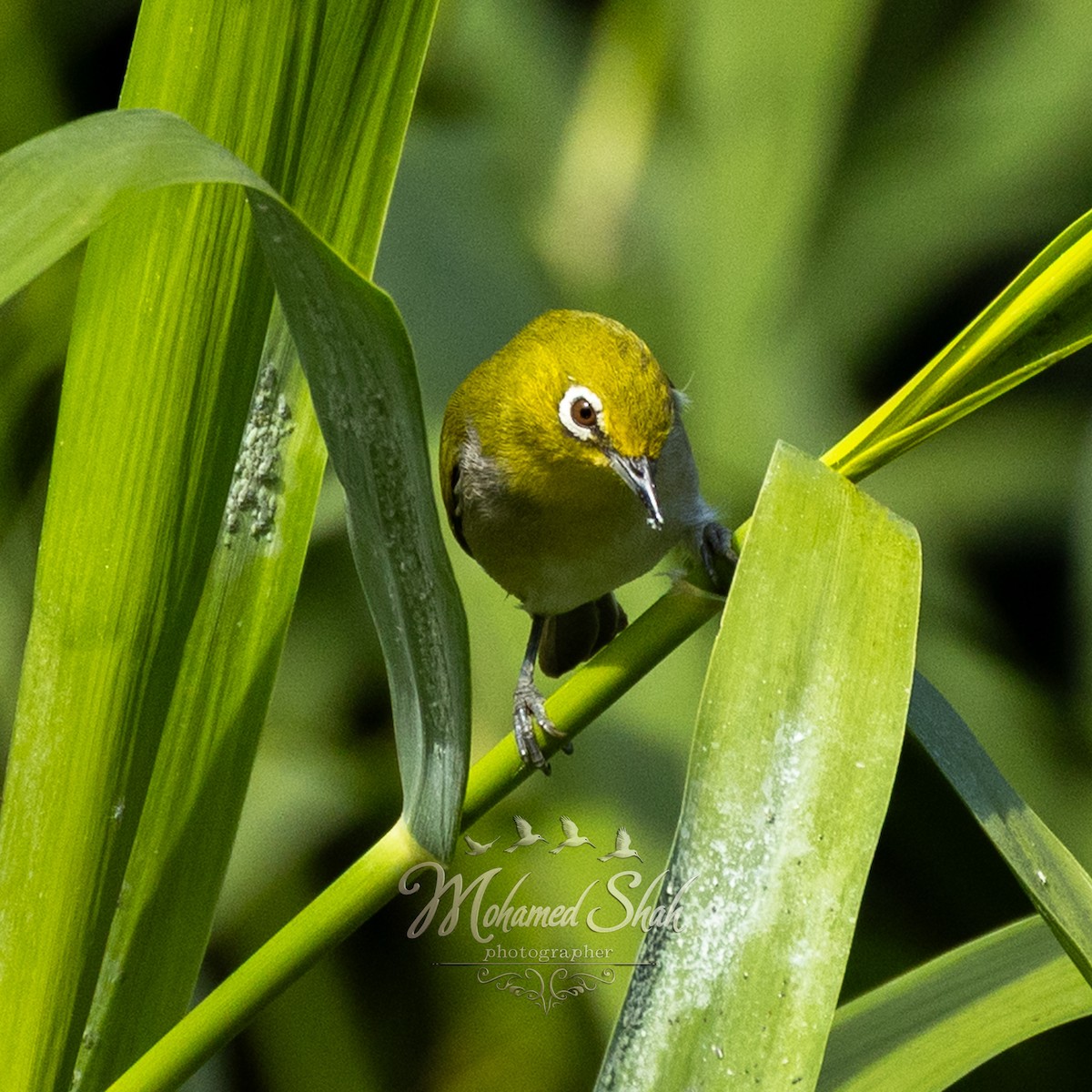 Anteojitos de Swinhoe - ML645930158