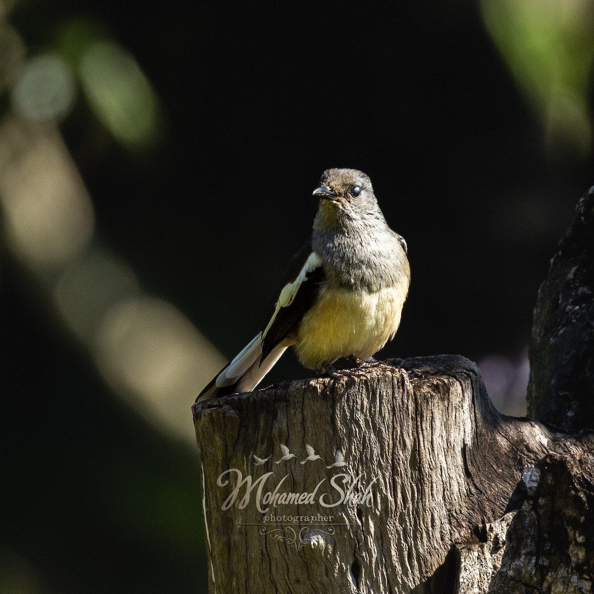 Shama Oriental - ML645930161