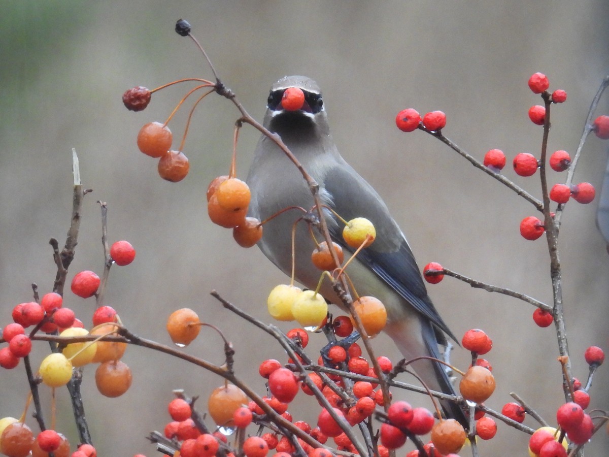 Ampelis Americano - ML645930162