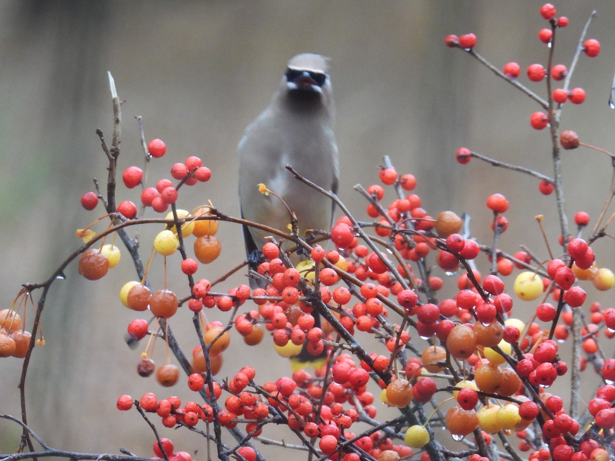 Ampelis Americano - ML645930163