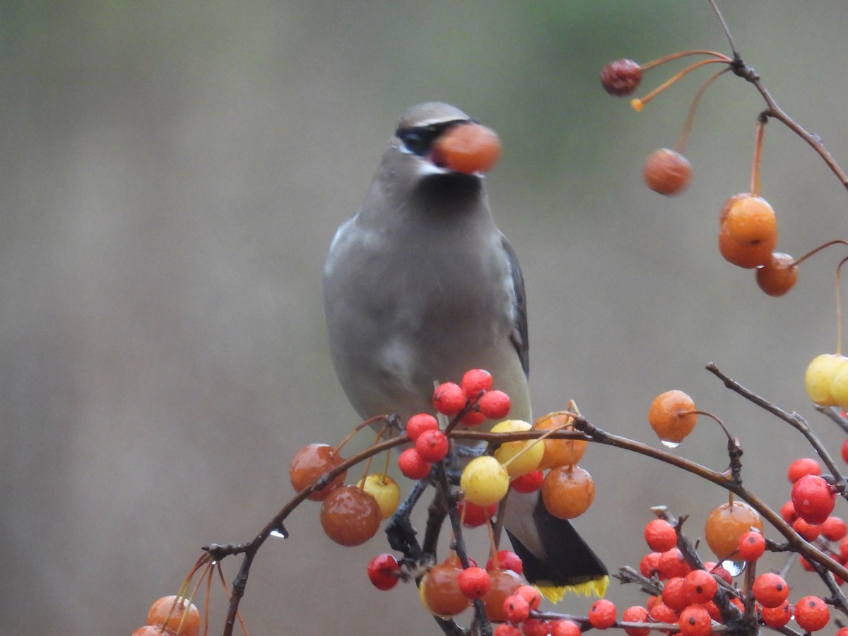 Ampelis Americano - ML645930164