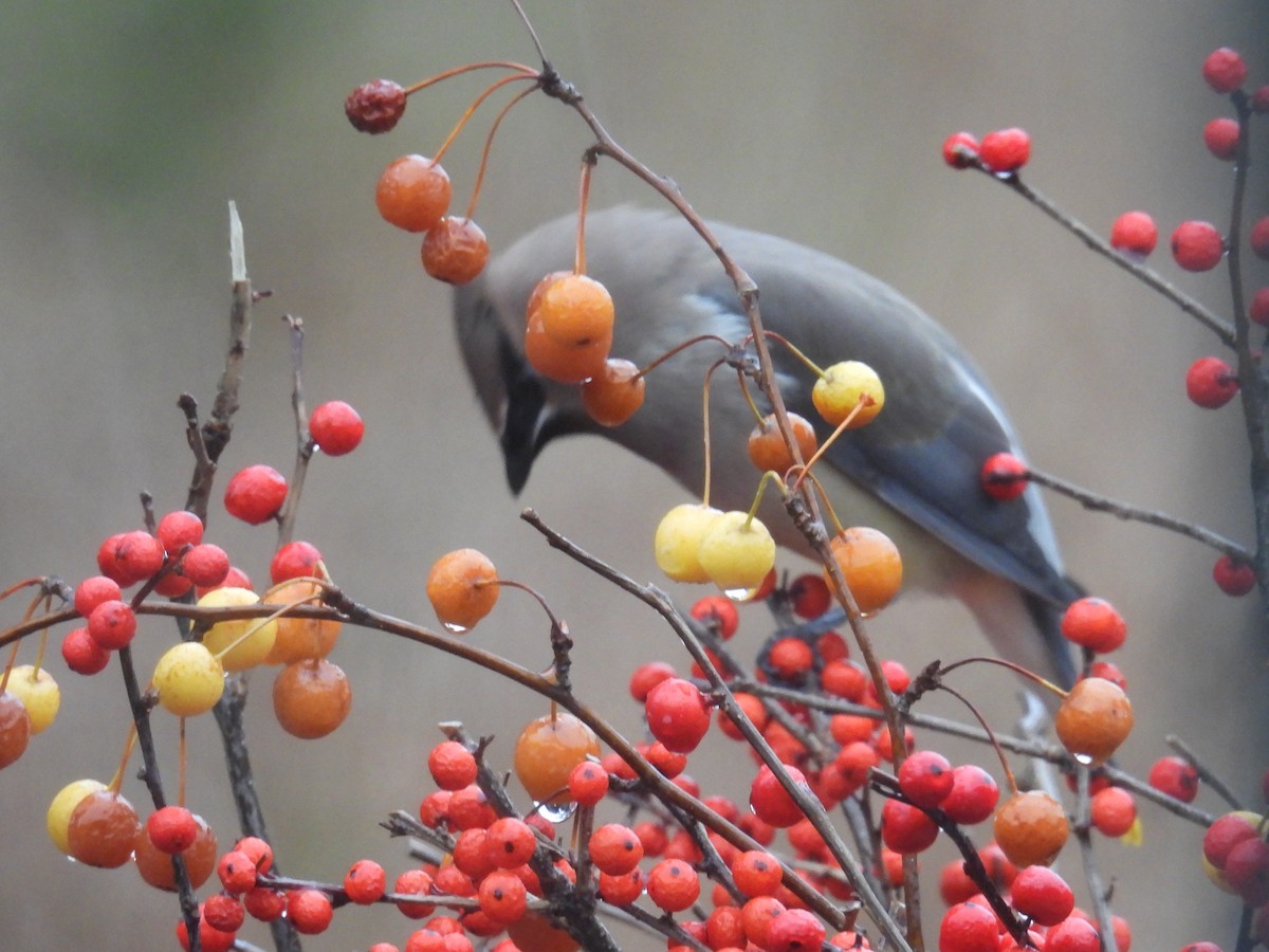 Ampelis Americano - ML645930165