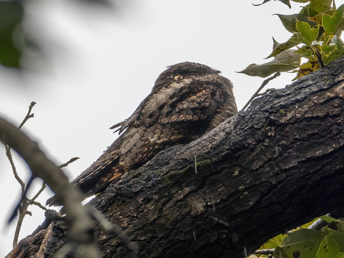 Chotacabras Yotaka - ML645930166