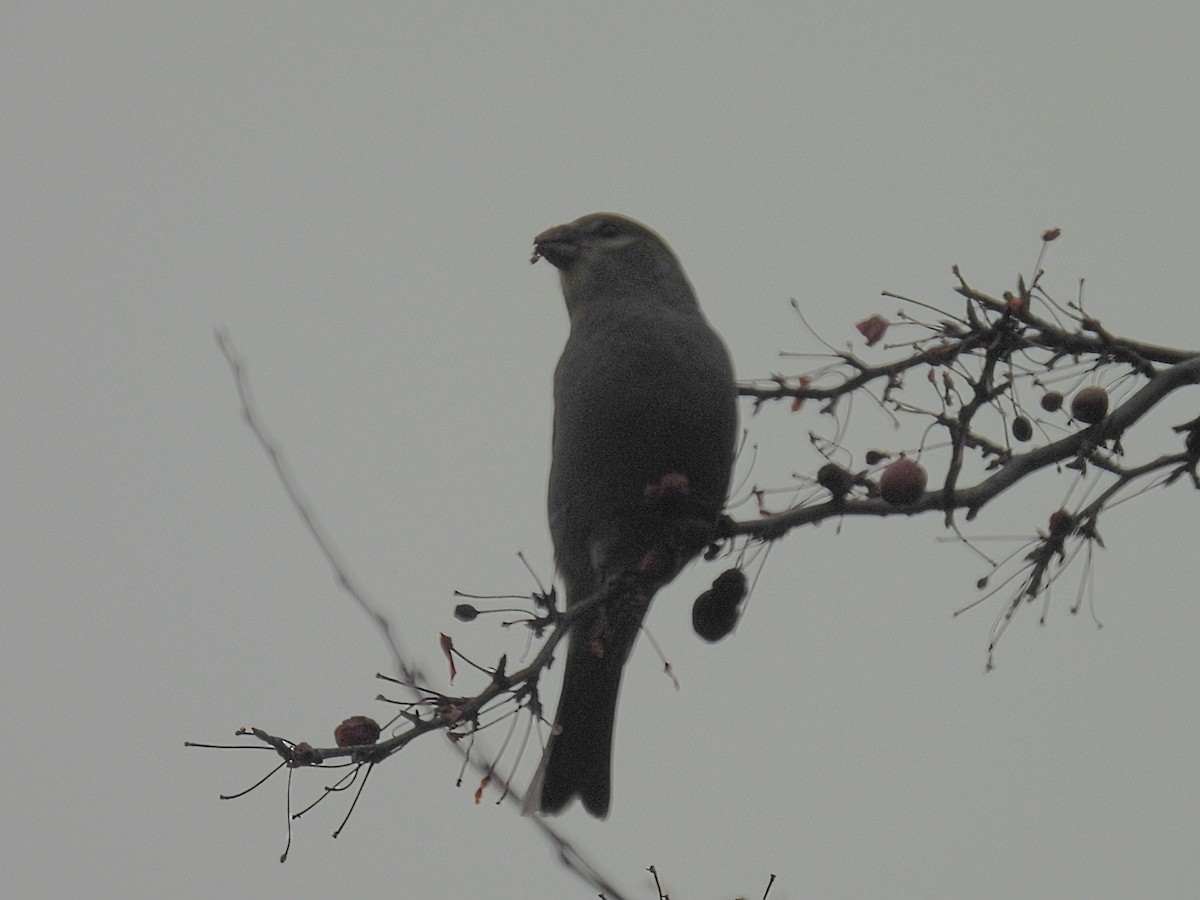 Camachuelo Picogrueso - ML645930167