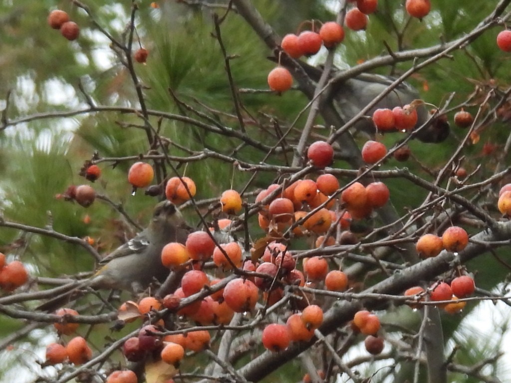 Camachuelo Picogrueso - ML645930168