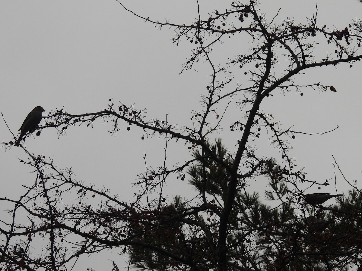 Camachuelo Picogrueso - ML645930169