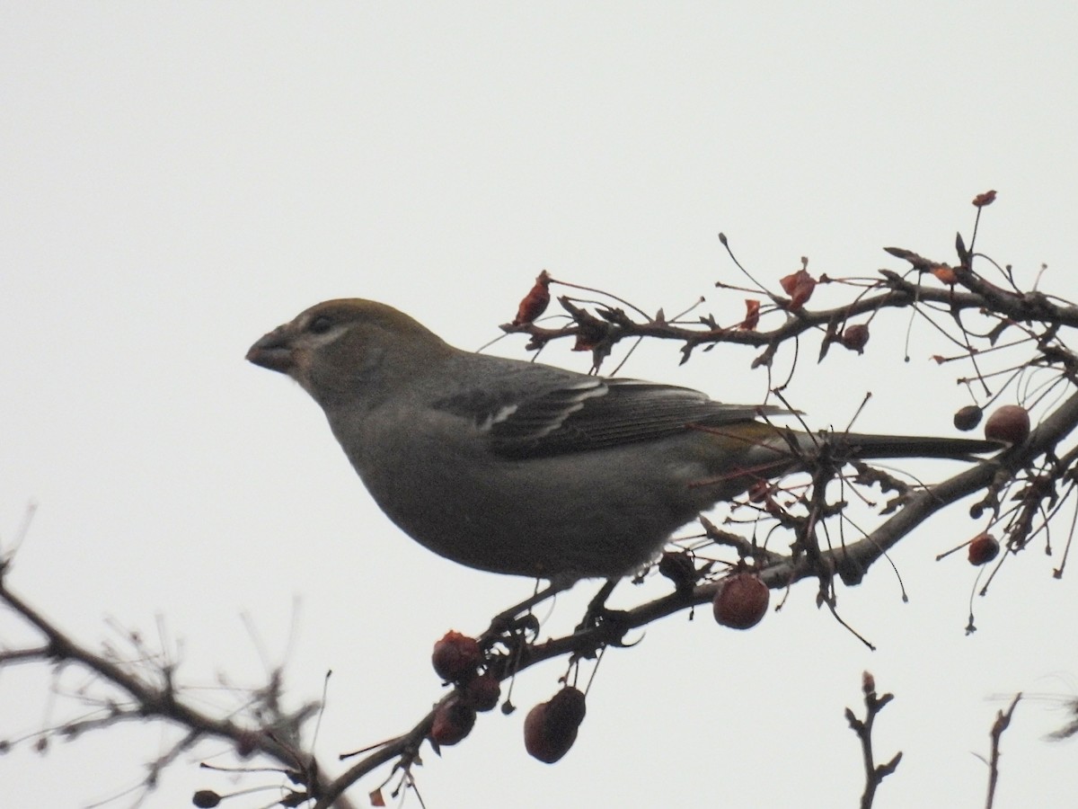 Camachuelo Picogrueso - ML645930170