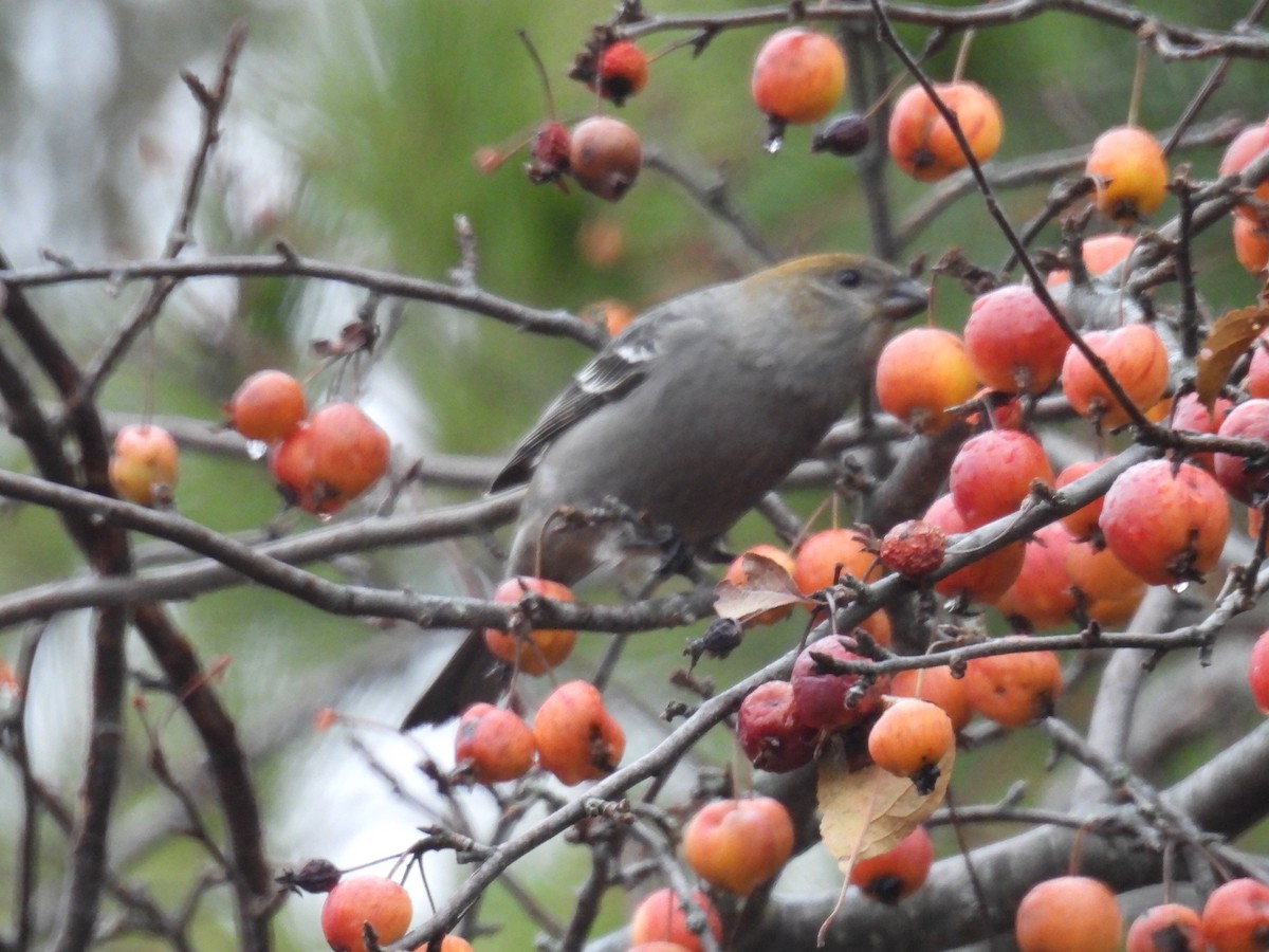 Camachuelo Picogrueso - ML645930171