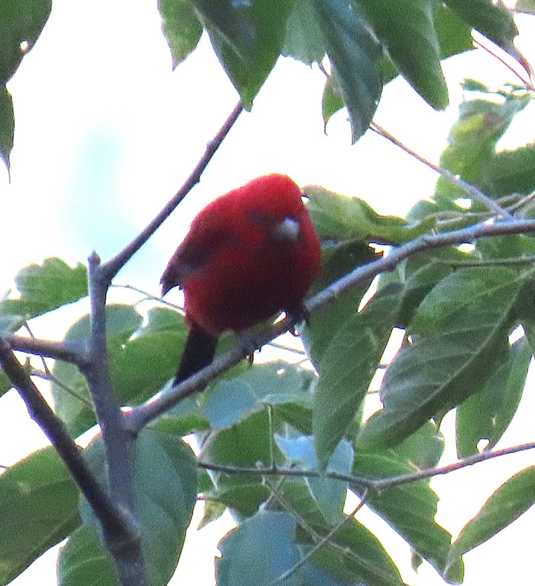 Camachuelo Escarlata - ML645930172