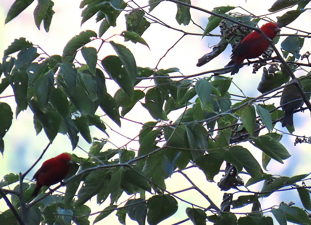 Camachuelo Escarlata - ML645930173