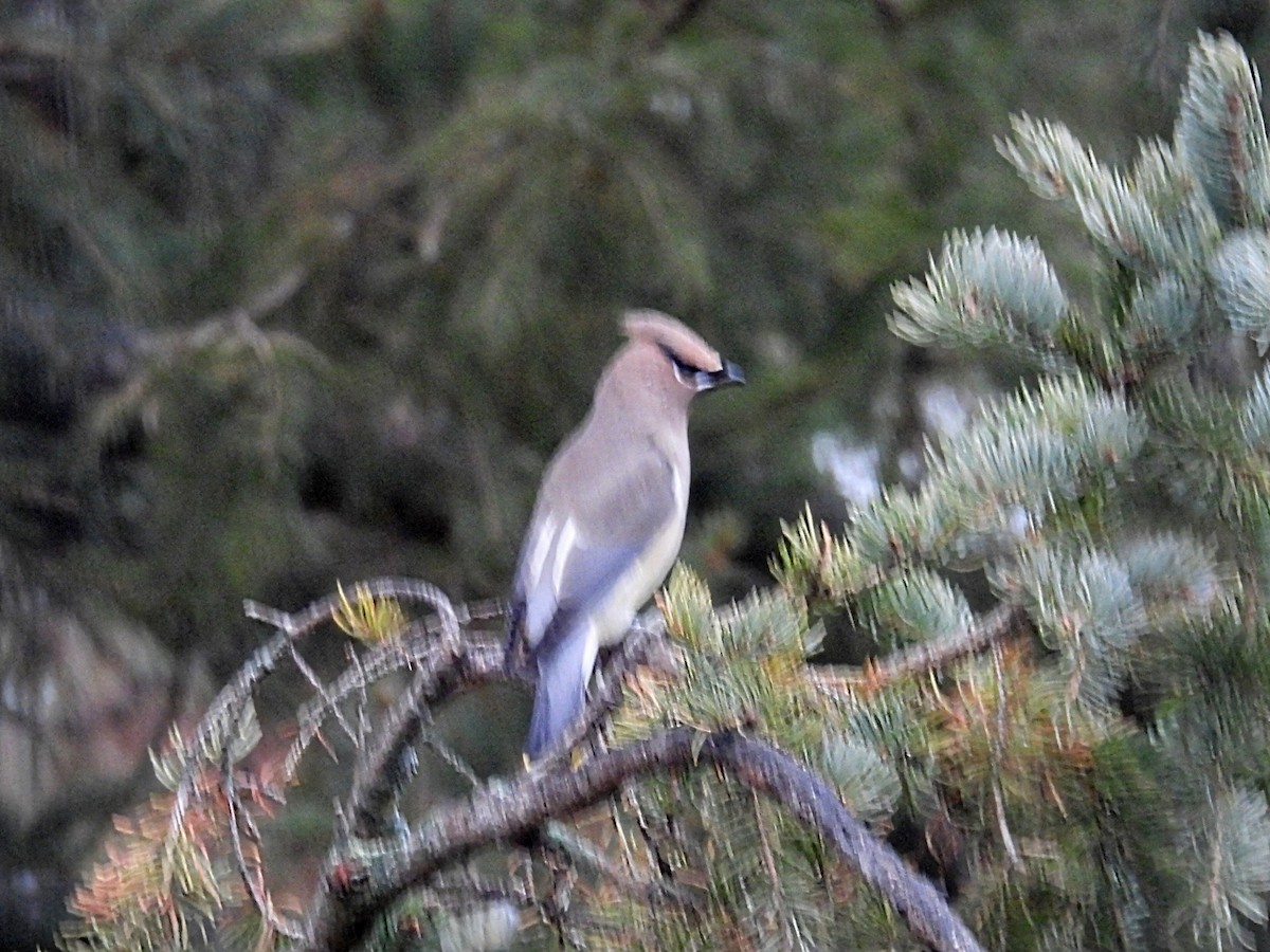 Ampelis Americano - ML645930174