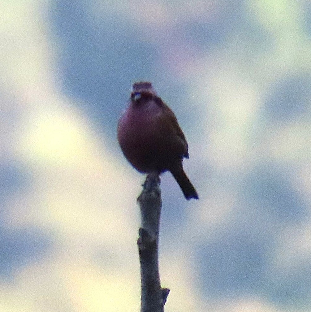 Camachuelo Cejirrosado - ML645930175