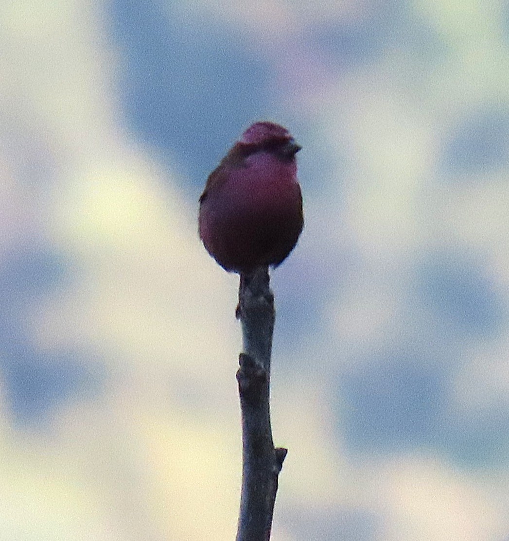 Camachuelo Cejirrosado - ML645930176