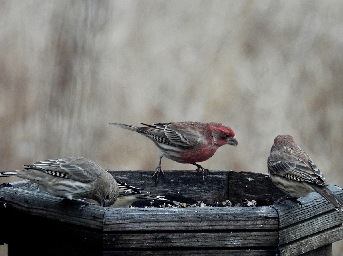 Camachuelo Mexicano - ML645930177