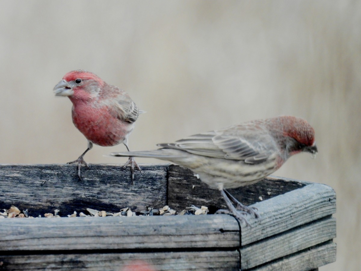 Camachuelo Mexicano - ML645930178