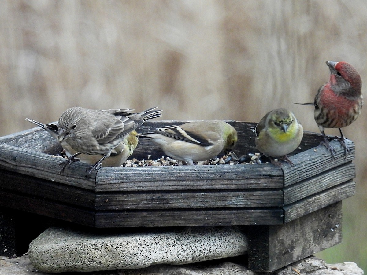 Jilguero Yanqui - ML645930187