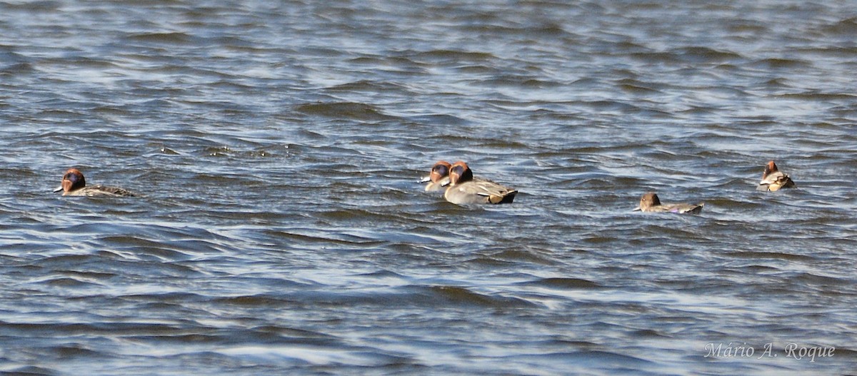 Cerceta Común - ML645930190