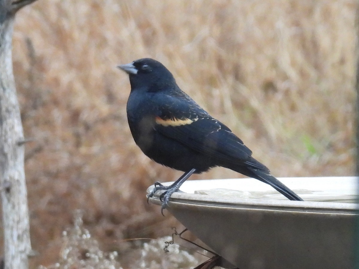 Red-winged Blackbird - ML645930191