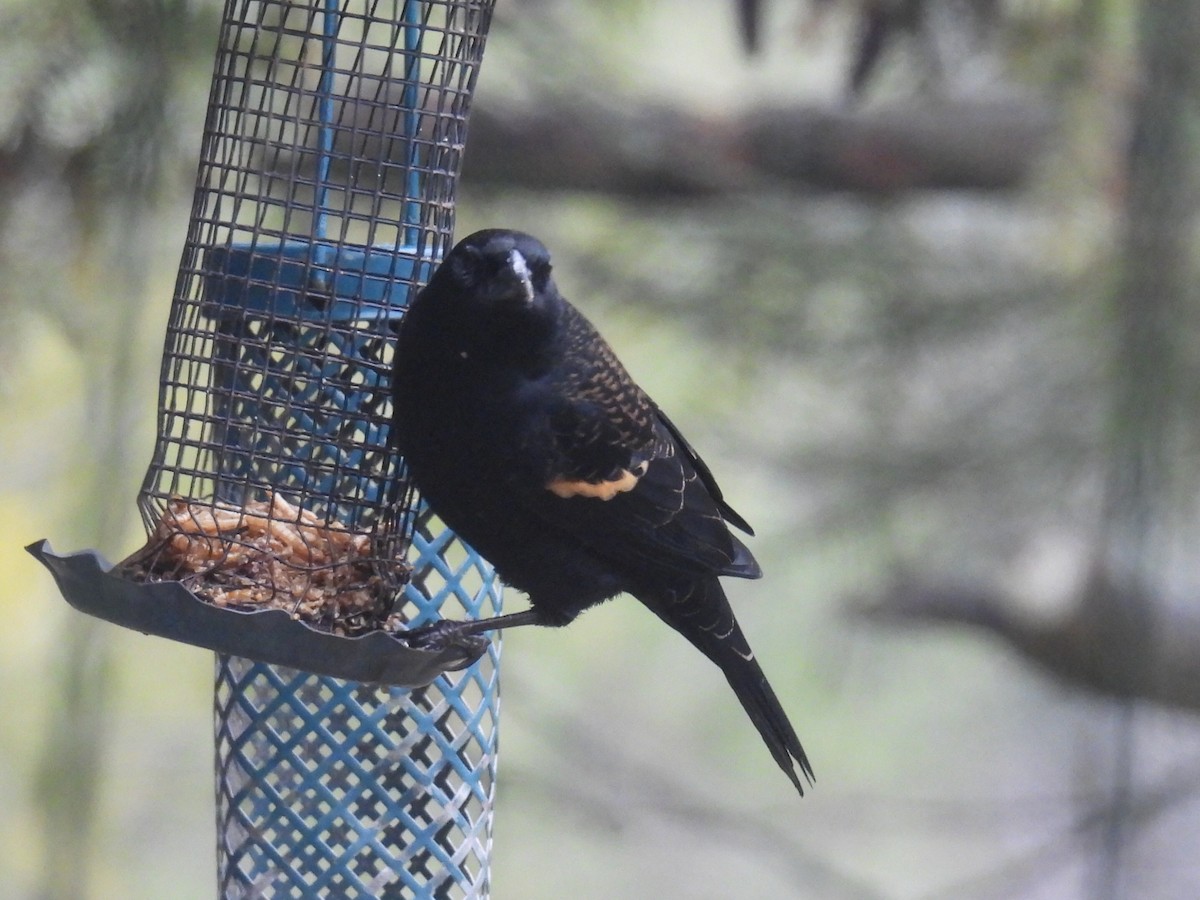 Red-winged Blackbird - ML645930192