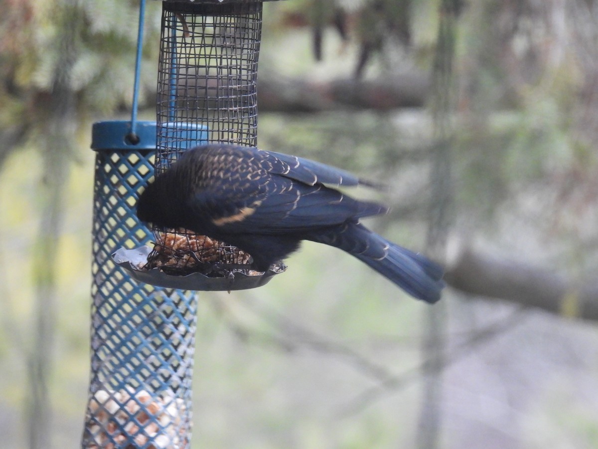 Red-winged Blackbird - ML645930193
