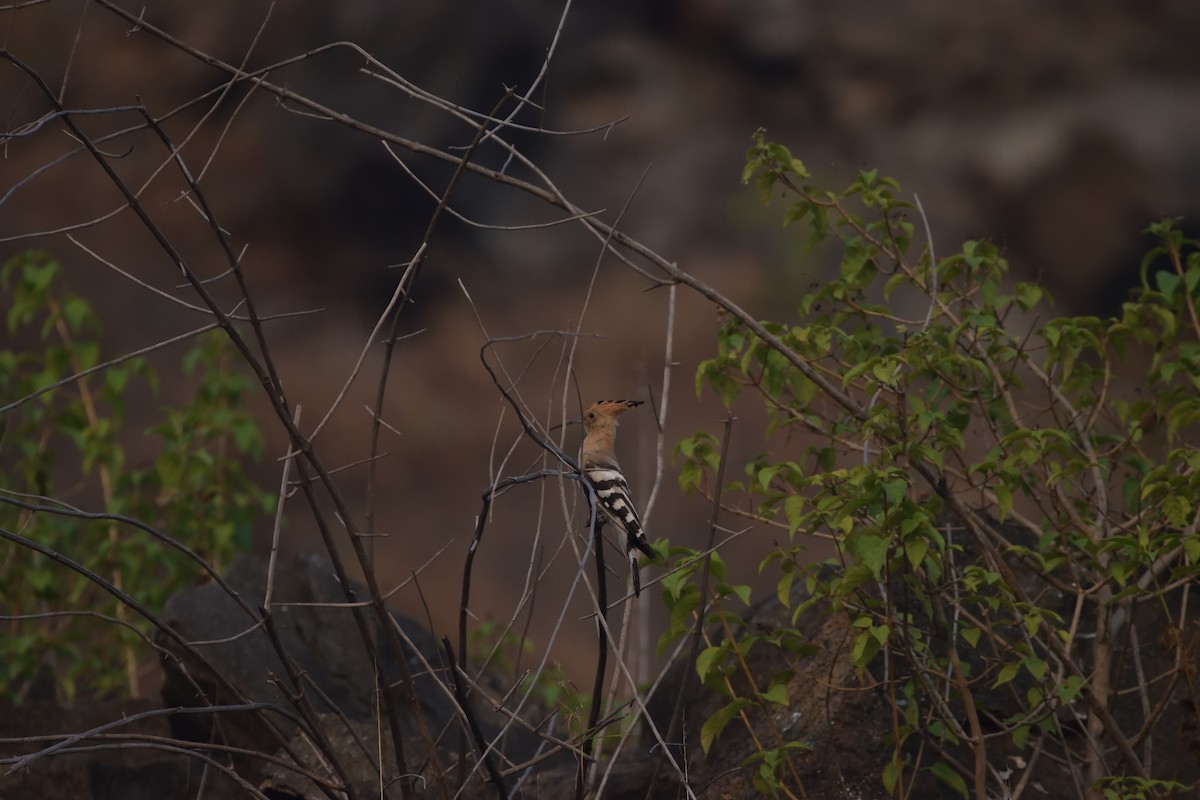 Abubilla Común - ML645930195