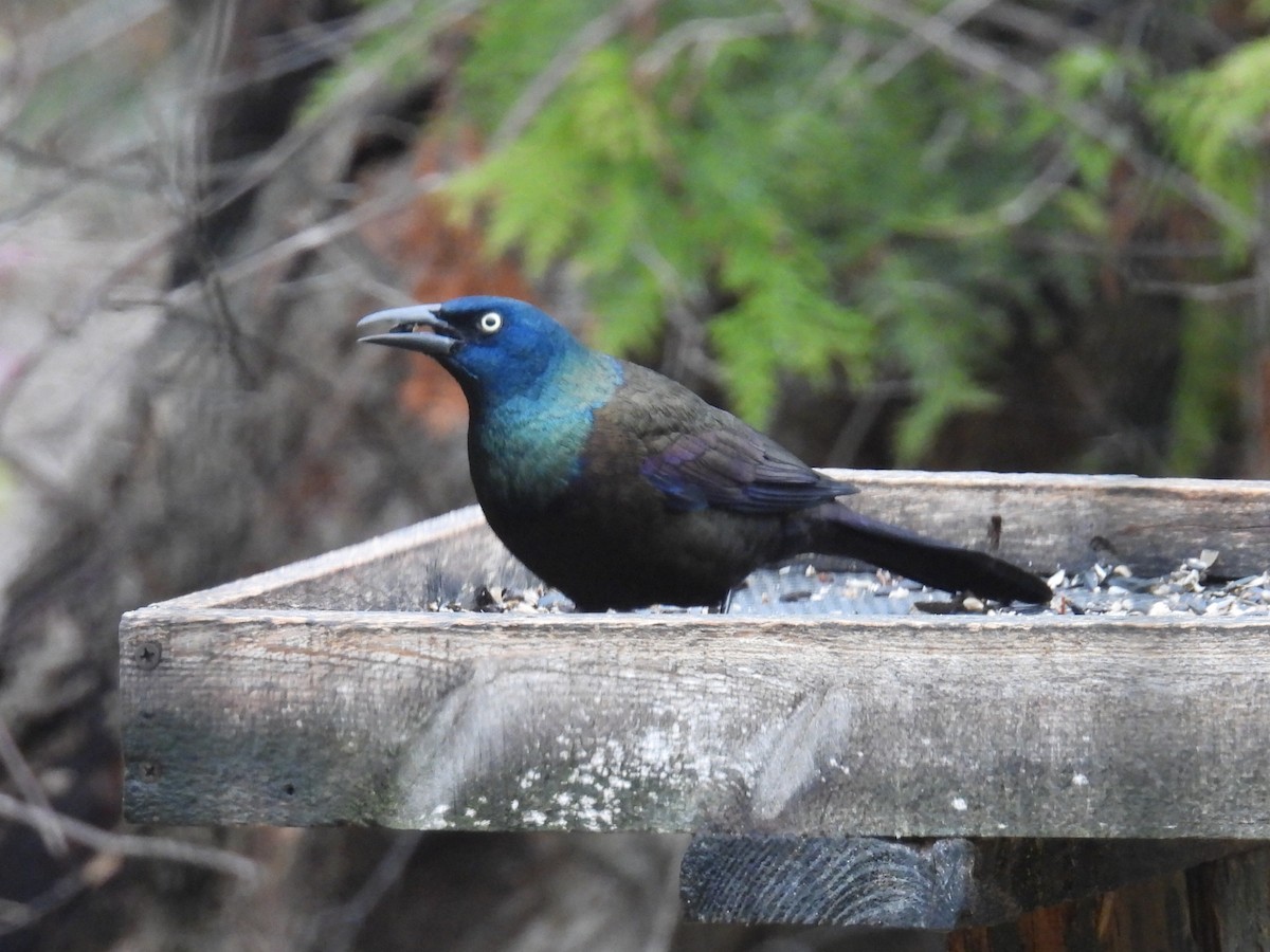 Common Grackle - ML645930196