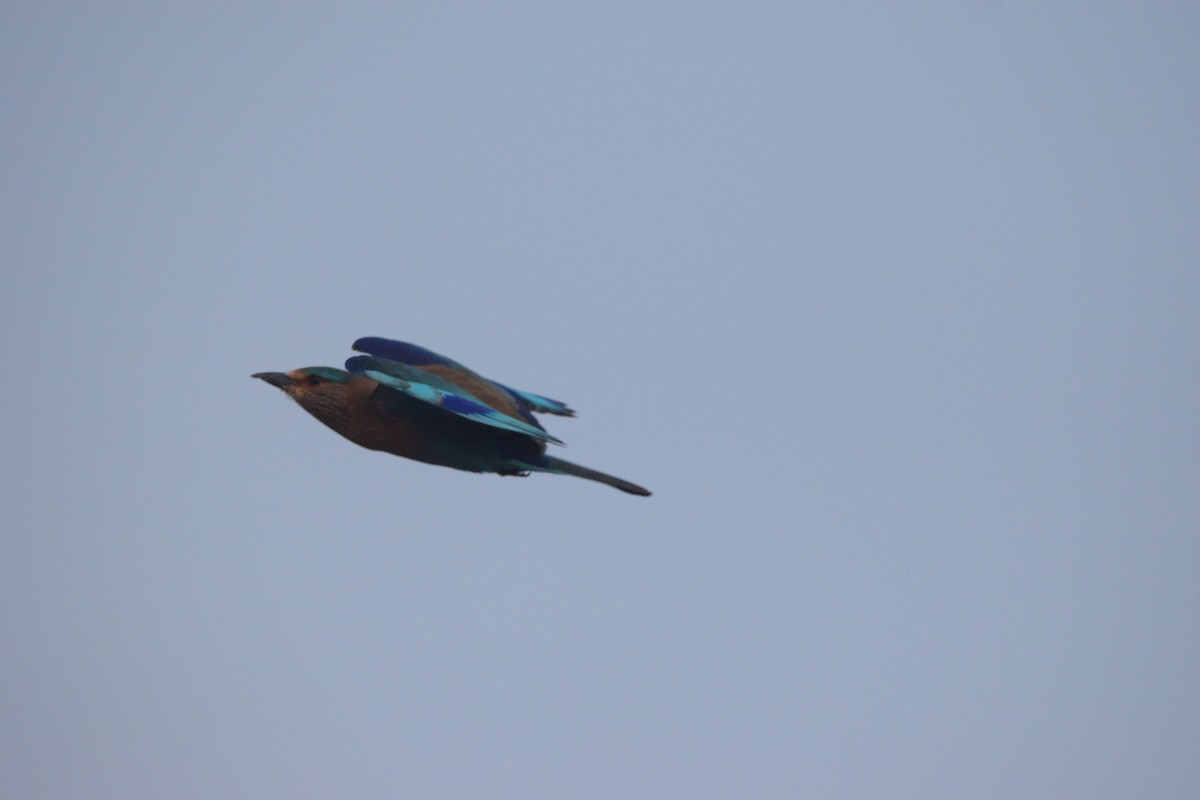 Carraca India - ML645930197