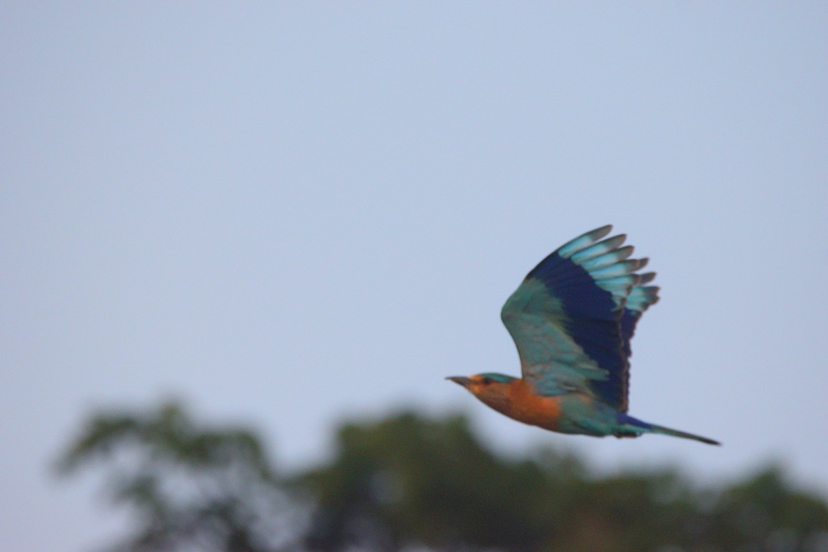 Carraca India - ML645930198