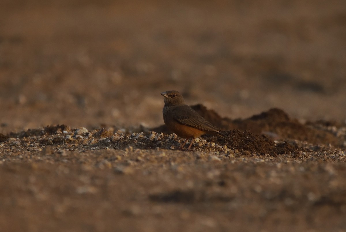 Kızıl Kuyruklu Toygar - ML645930201