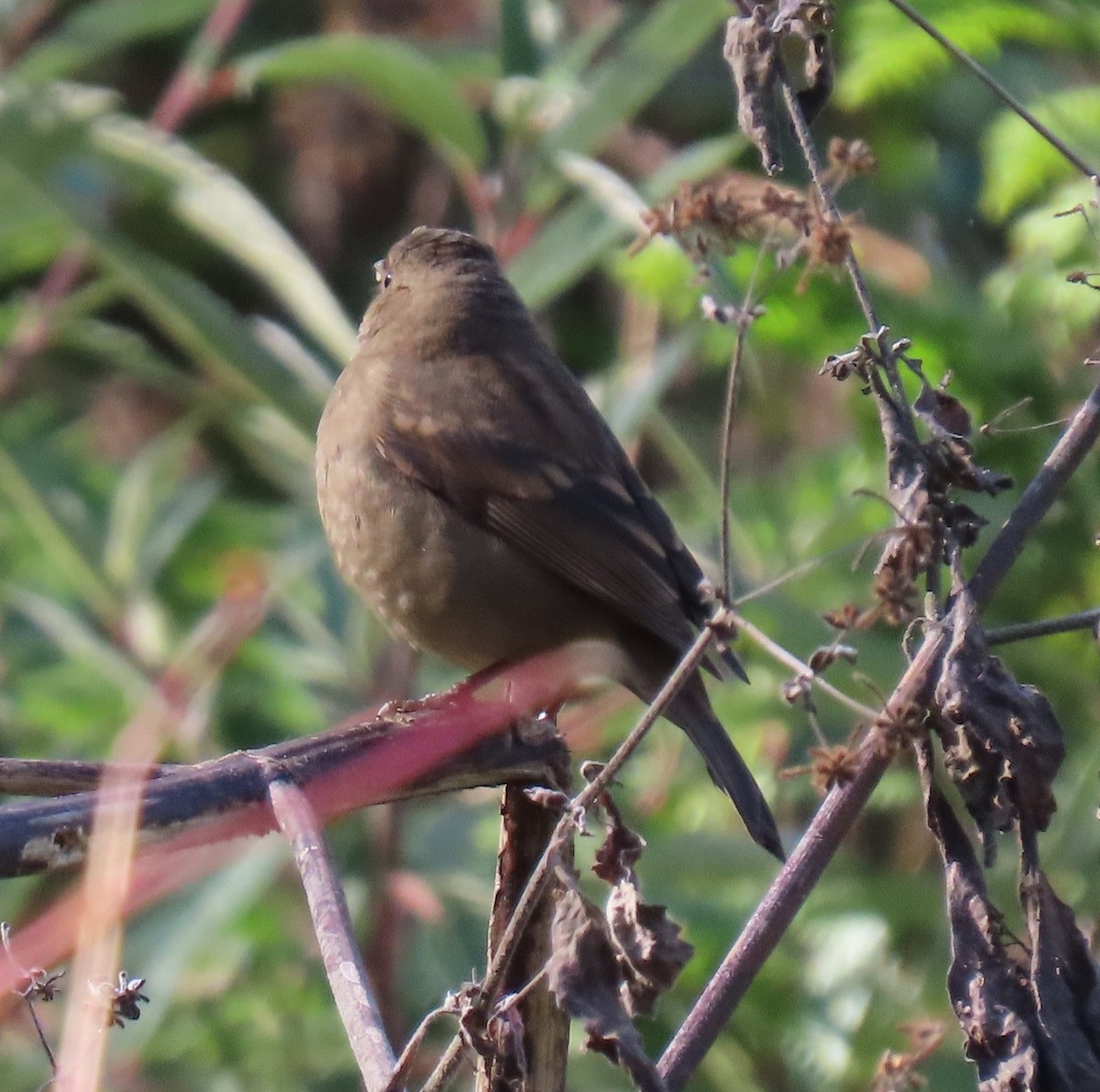 Maun Göğüslü Çütre - ML645930202