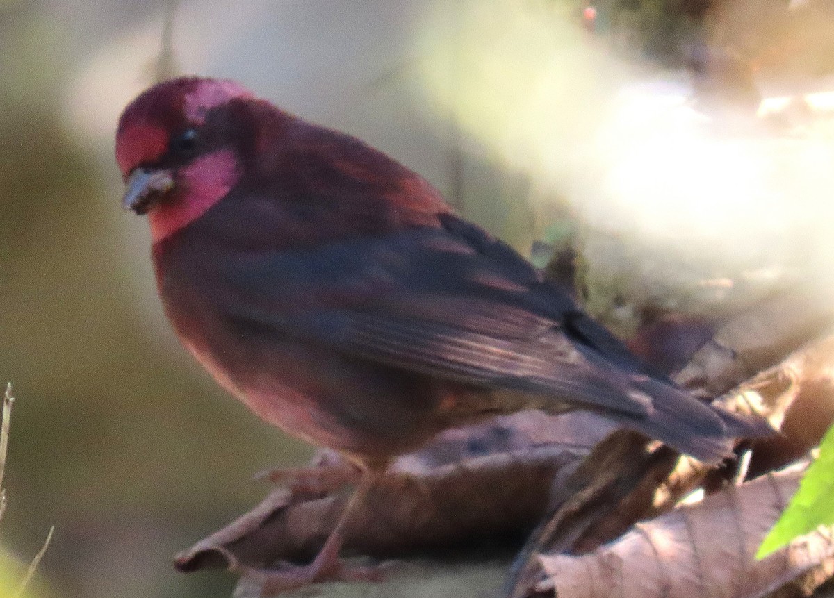 Maun Göğüslü Çütre - ML645930203