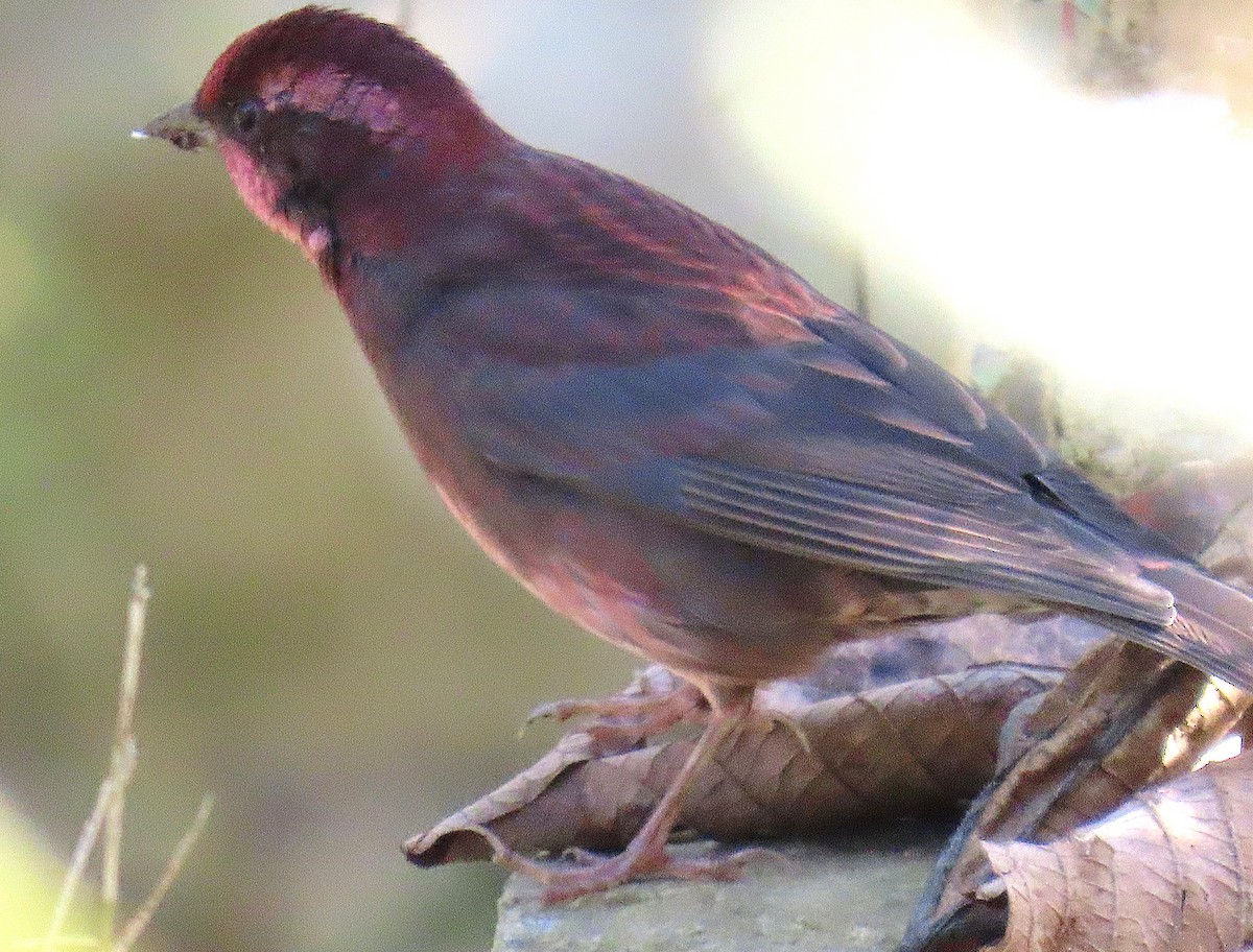 Maun Göğüslü Çütre - ML645930204