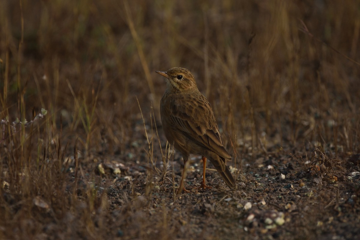 Deva Toygarı - ML645930205