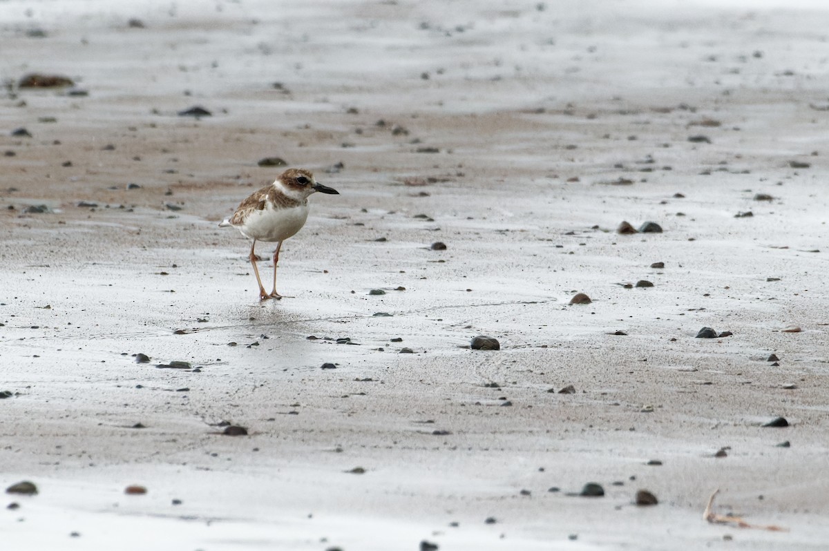 Kıyı Cılıbıtı - ML645930206