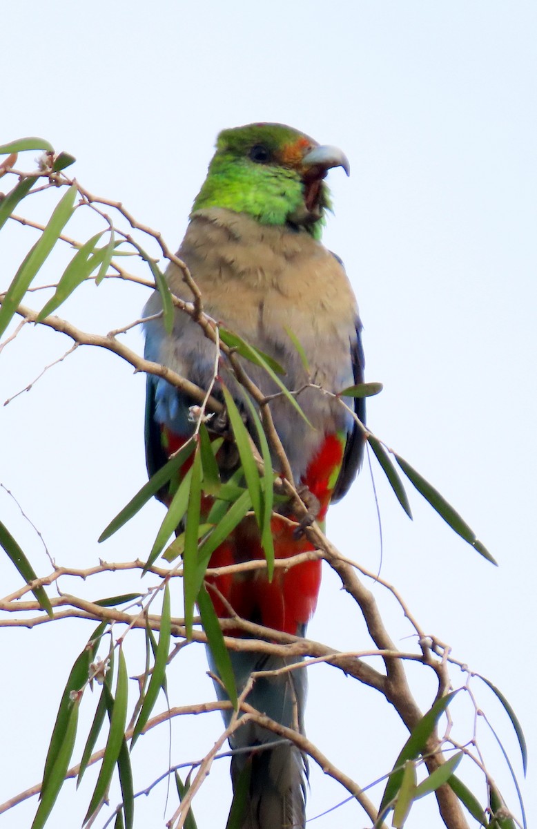 Çok Renkli Papağan - ML645930207