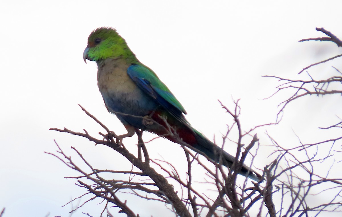 Çok Renkli Papağan - ML645930208