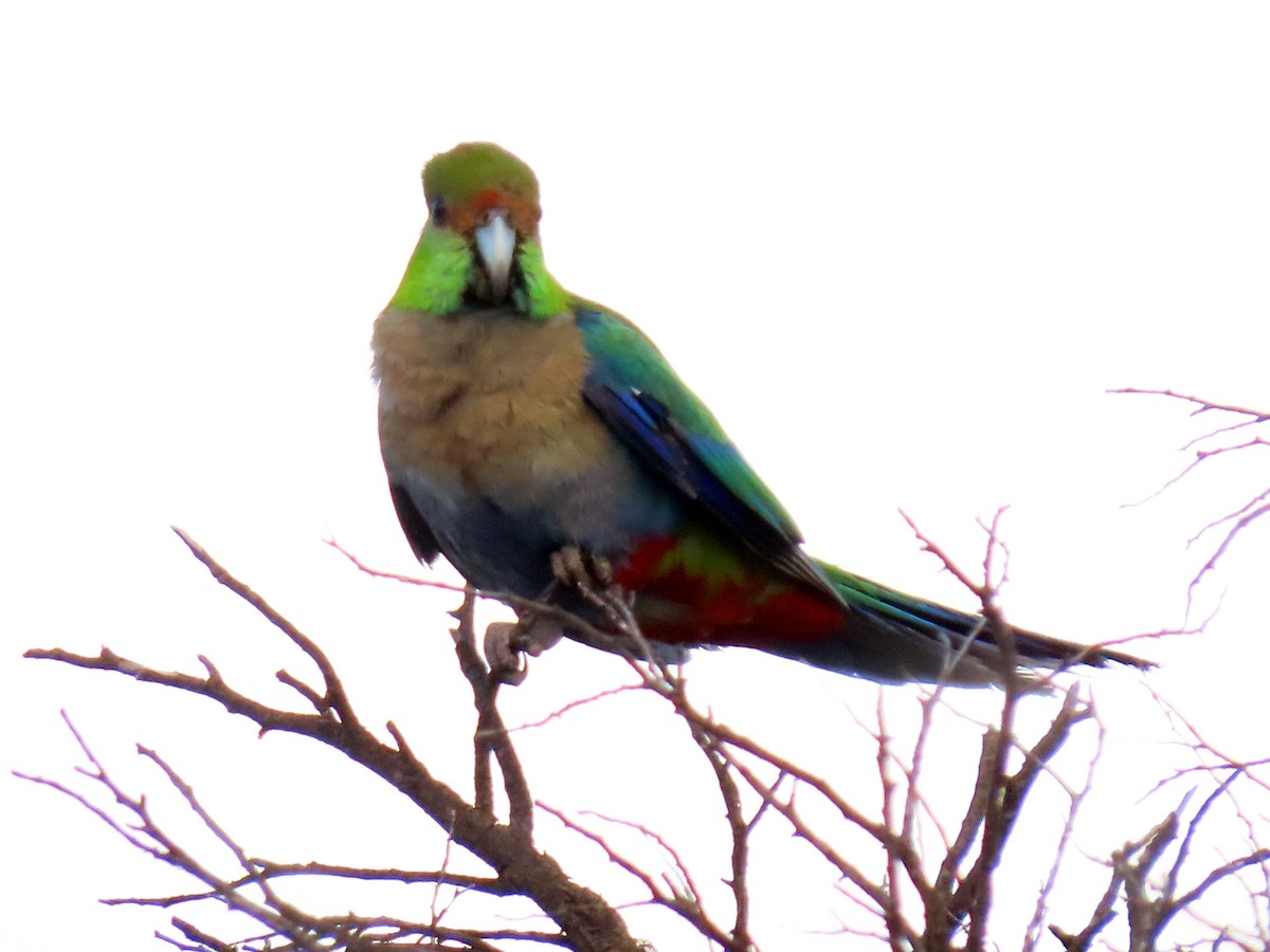 Çok Renkli Papağan - ML645930209