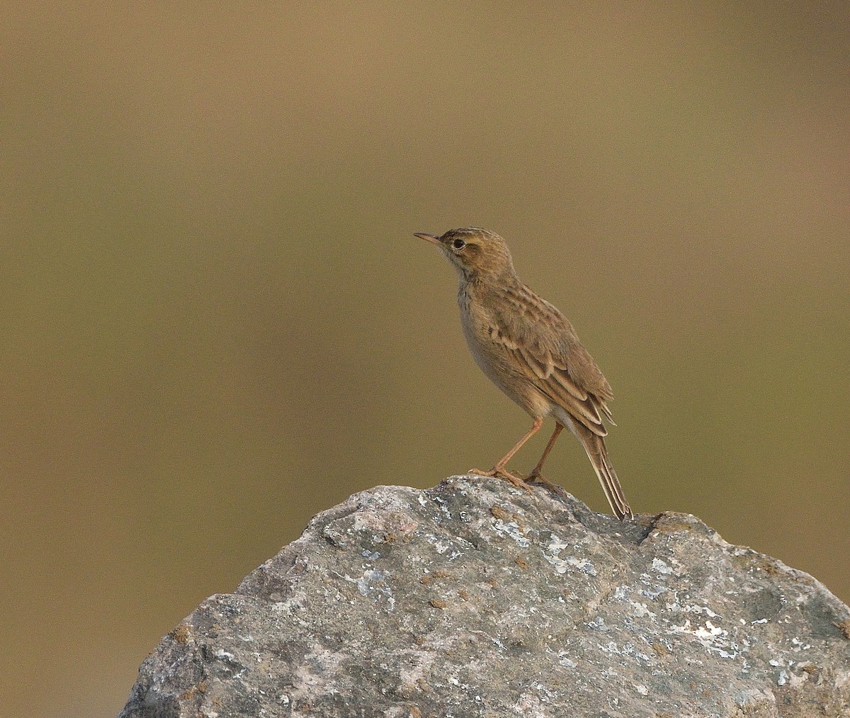 Doğu Kamışçını - ML645930210