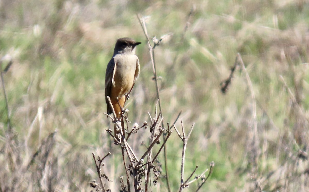 Say Fibisi - ML645930212