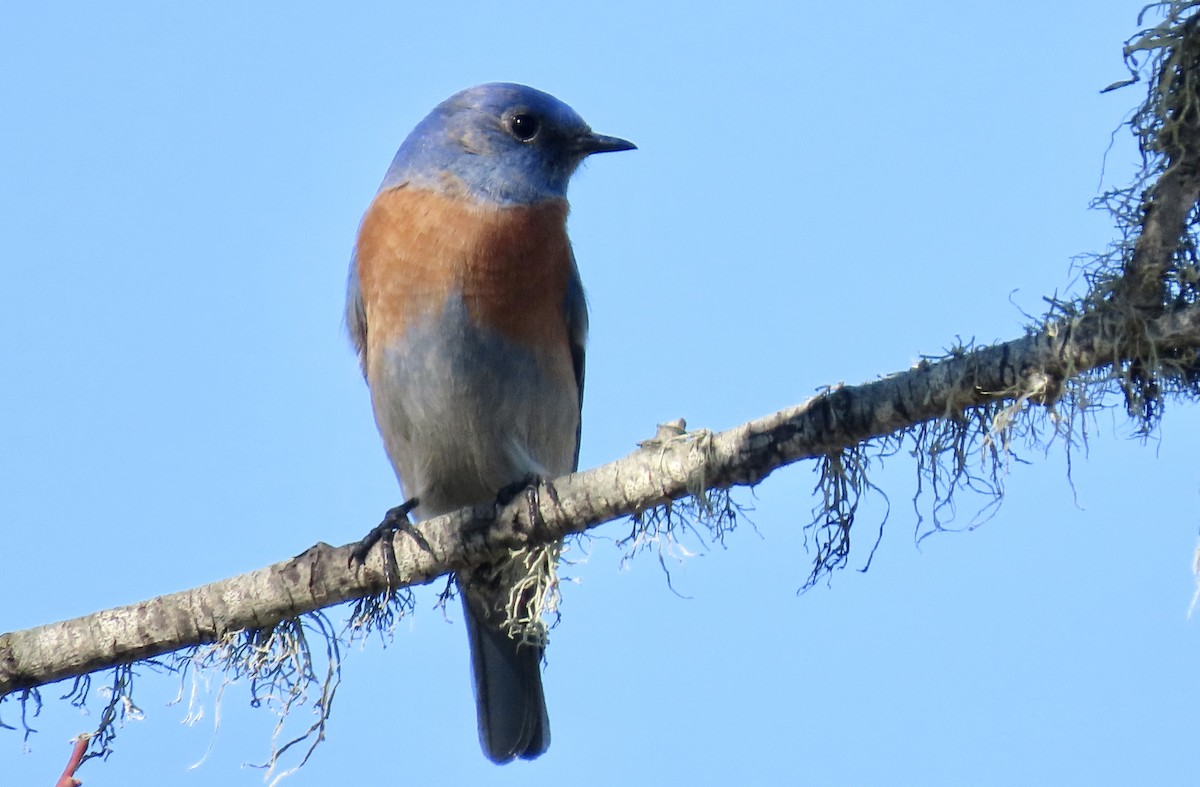 Batılı Mavi Ardıç - ML645930214