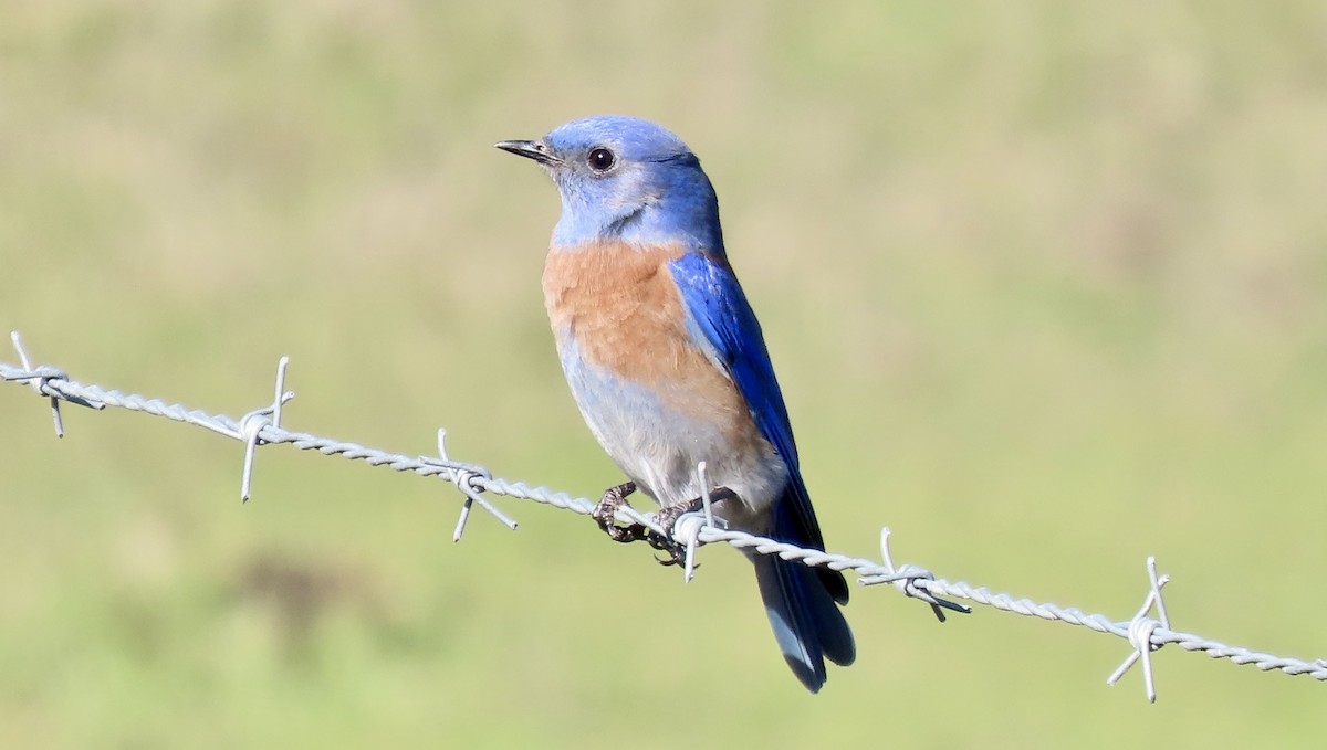 Batılı Mavi Ardıç - ML645930215