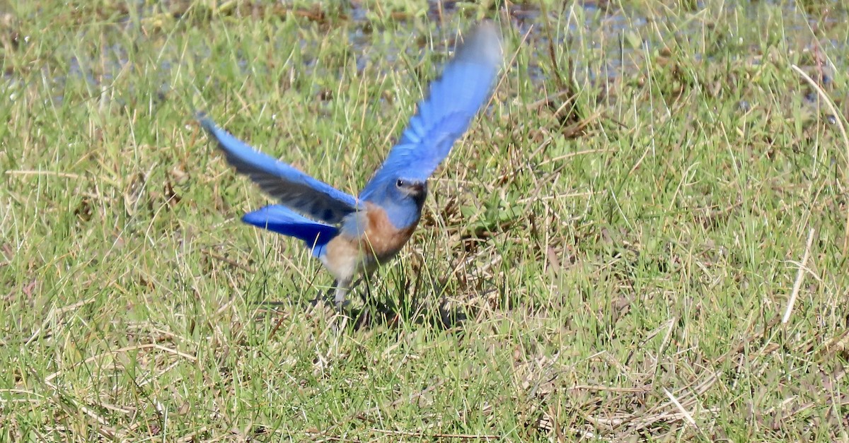 Batılı Mavi Ardıç - ML645930217