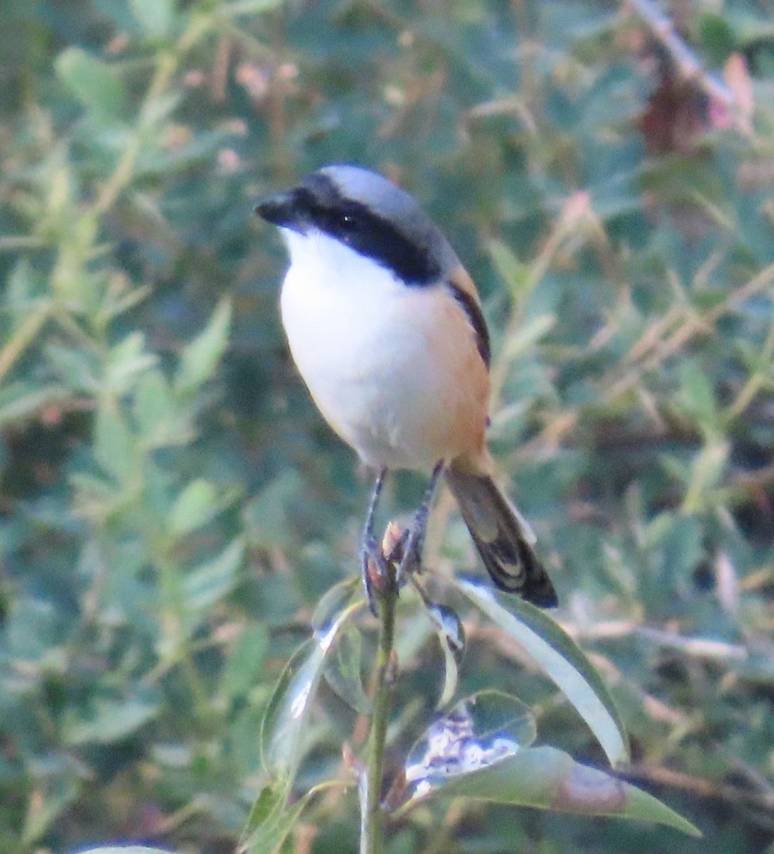 Uzun Kuyruklu Örümcekkuşu - ML645930218