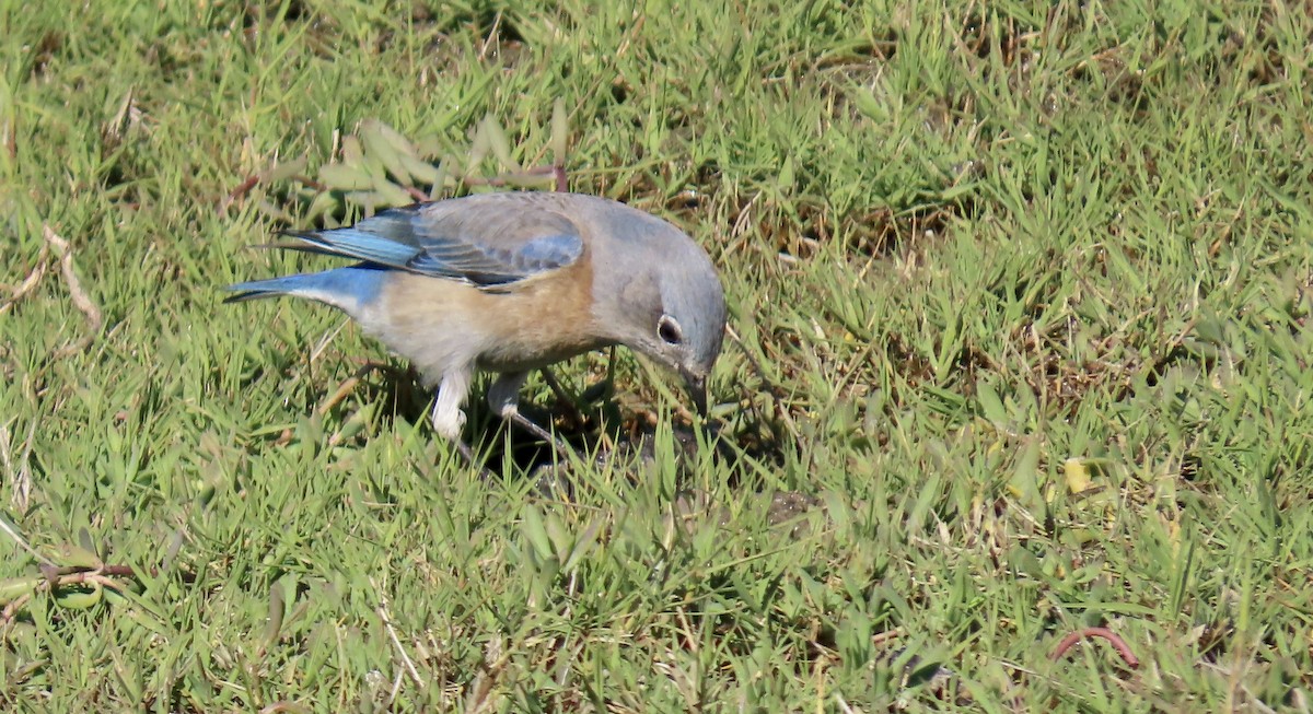 Batılı Mavi Ardıç - ML645930220