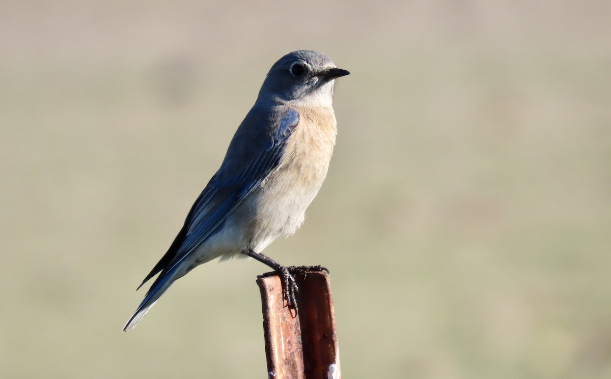 Batılı Mavi Ardıç - ML645930222