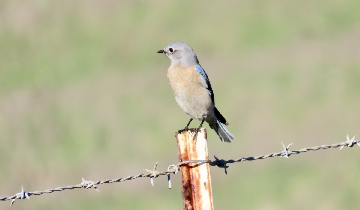 Batılı Mavi Ardıç - ML645930223