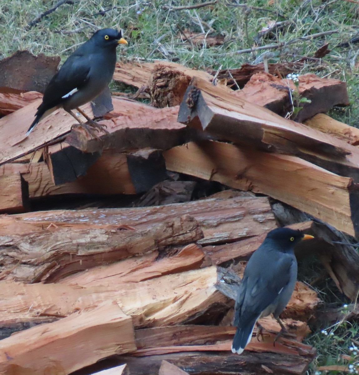 Kurşuni Çiğdeci - ML645930224