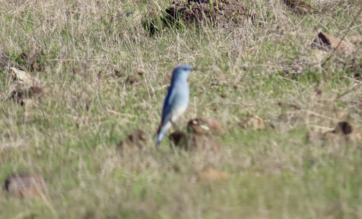 Dağ Mavi Ardıcı - ML645930225