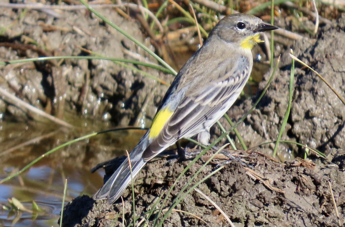 Taçlı Ötleğen - ML645930227