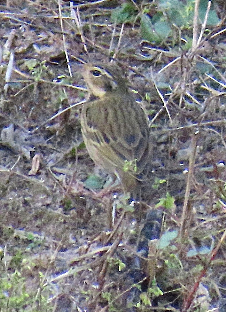 Yeşil Sırtlı İncirkuşu - ML645930228